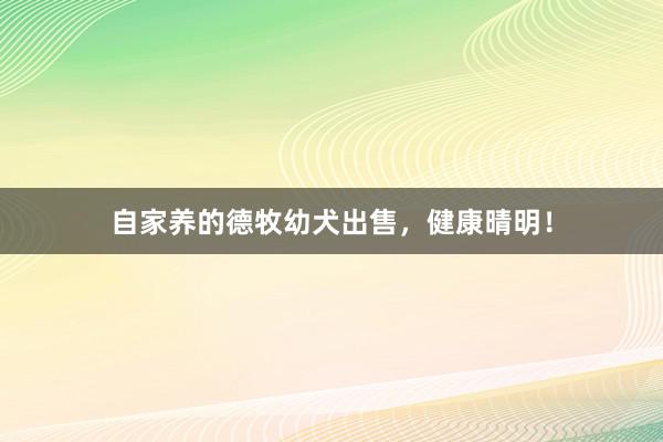 自家养的德牧幼犬出售，健康晴明！